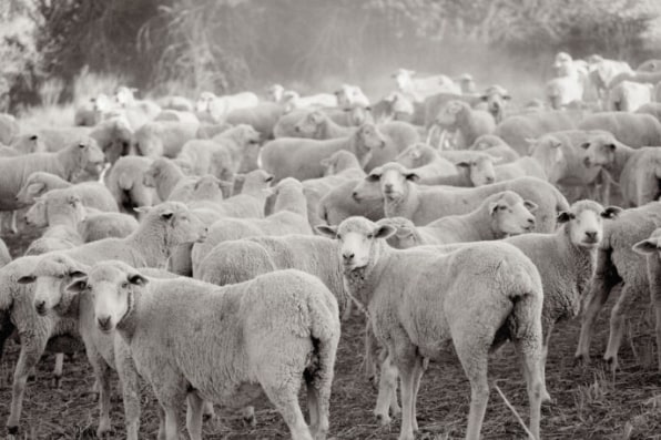 Meet the female rancher fighting to make your clothes out of American wool